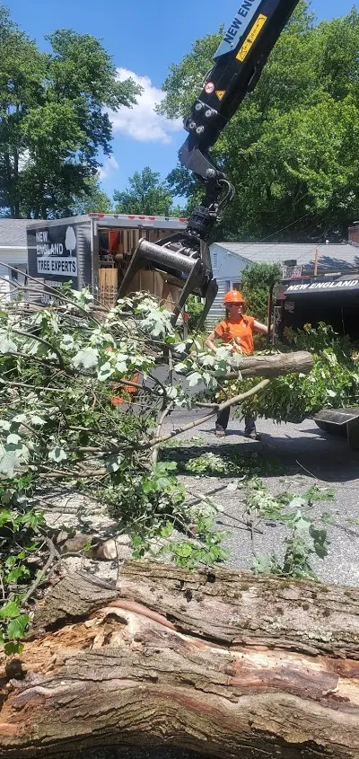 New England Tree Experts — photo from the business 6