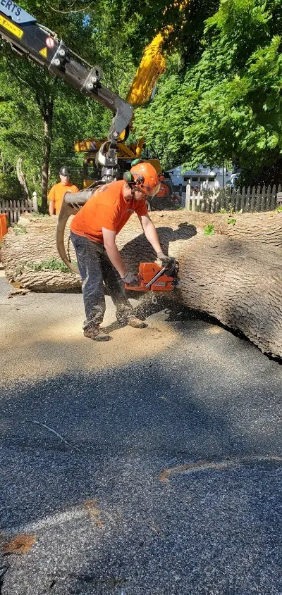 New England Tree Experts — photo from the business 4