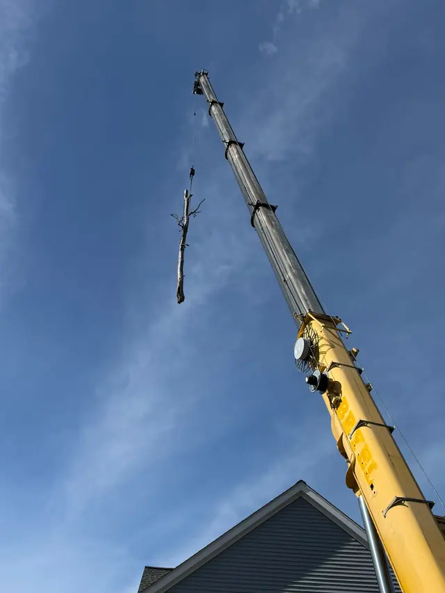 Customer photo of work by New England Tree Experts, from Kevin N's review