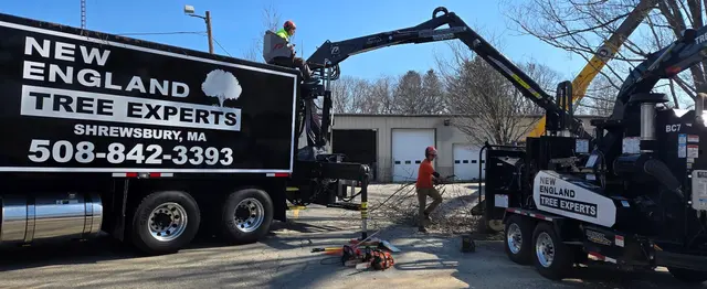 New England Tree Experts — customer photo 2