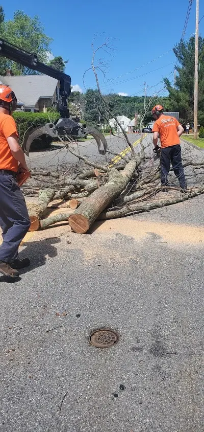 New England Tree Experts — photo from the business 5
