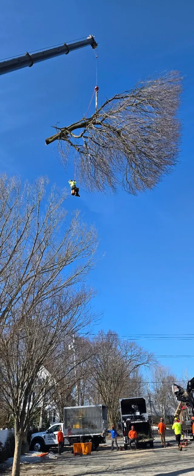 New England Tree Experts — customer photo 1