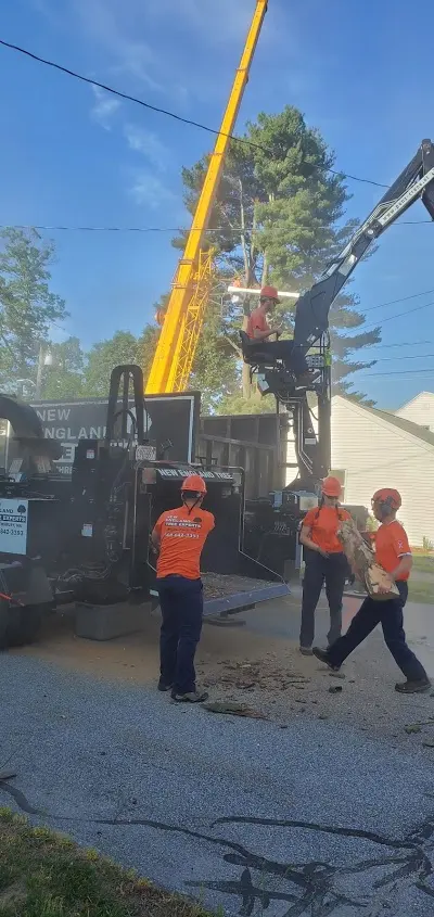 New England Tree Experts — photo from the business 12