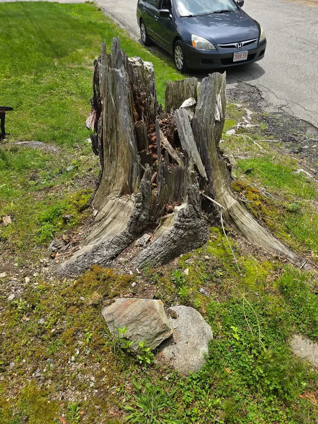 Grin & Grind Stump Removal — photo from the business 6