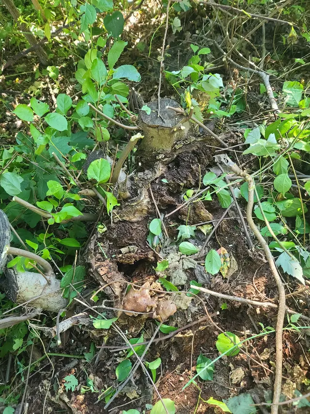 Grin & Grind Stump Removal — photo from the business 8