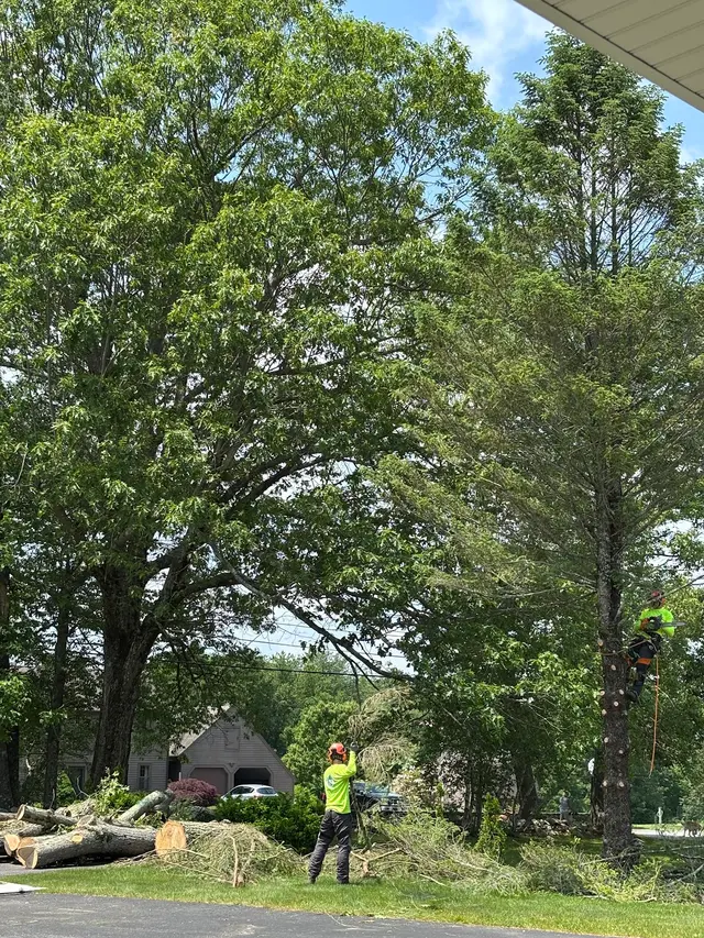 Orloff Tree Service & Excavation — customer photo 11