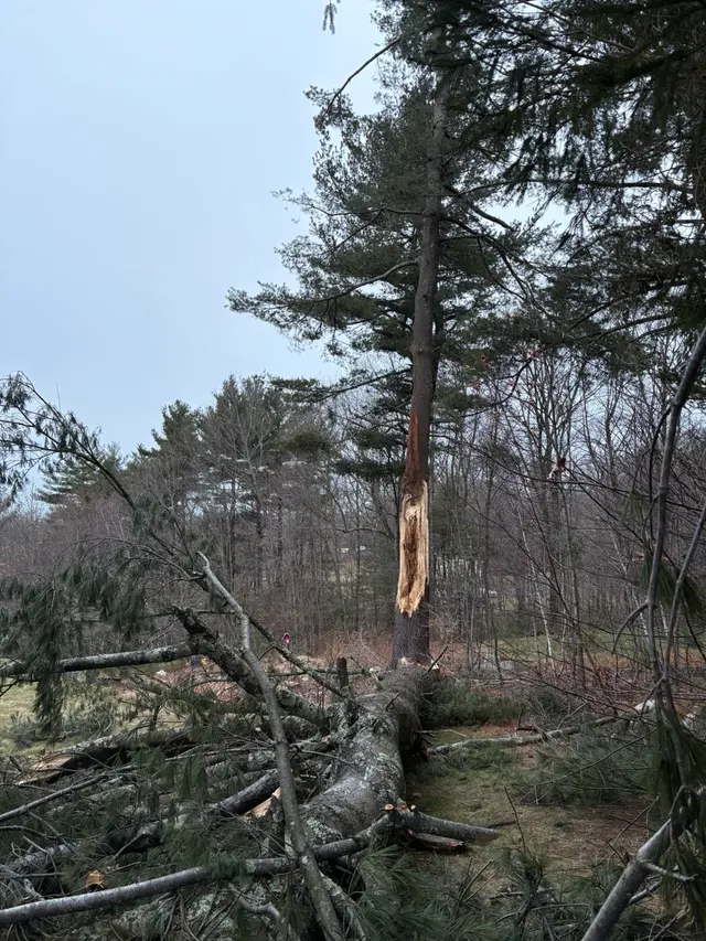 Orloff Tree Service & Excavation — photo from the business 12