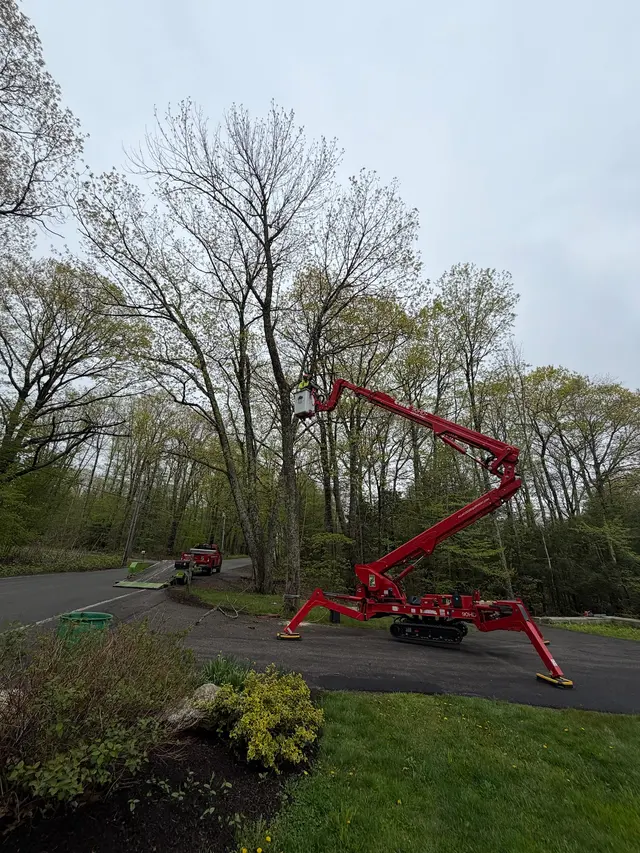 Orloff Tree Service & Excavation — photo from the business 5