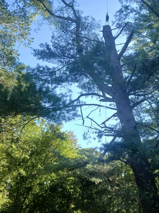 Orloff Tree Service & Excavation — customer photo 9
