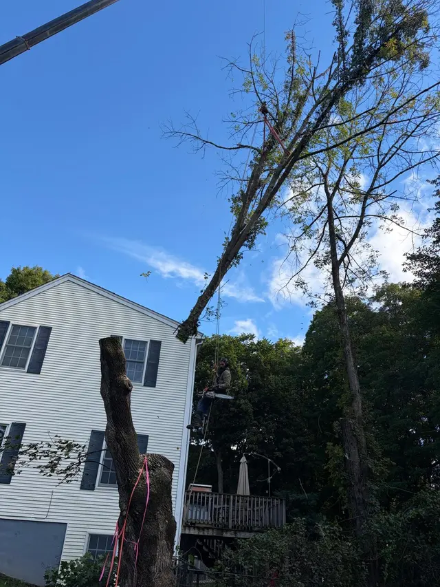 Adam's Tree Service — photo from the business 5