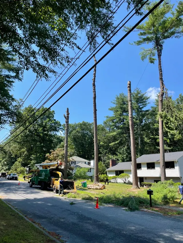 Adam's Tree Service — photo from the business 7