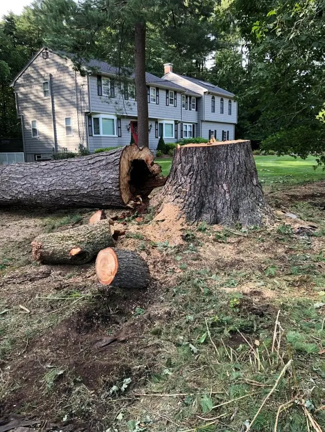 Adam's Tree Service — photo from the business 9