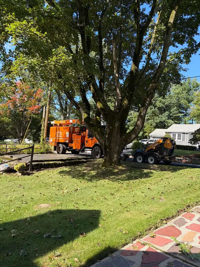 Adam's Tree Service — photo from the business 11