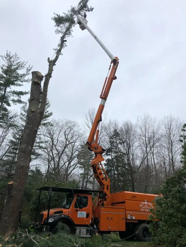 Adam's Tree Service — photo from the business 4