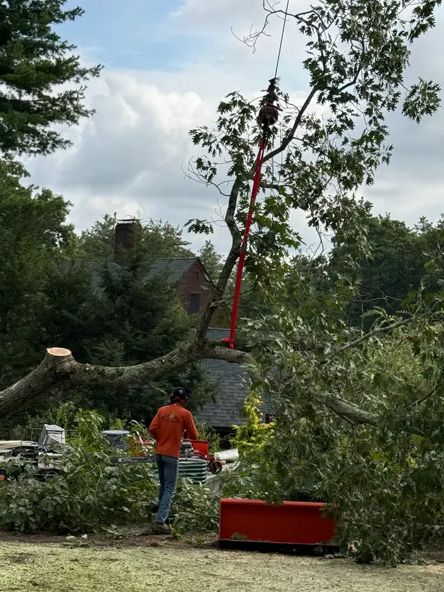 Adam's Tree Service — customer photo 12