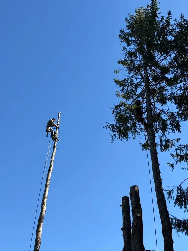 Adam's Tree Service — photo from the business 3