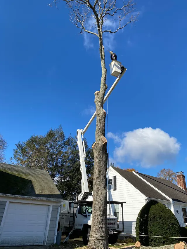 Edgar and Sons Tree Service — photo from the business 11