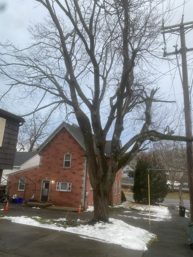 Edgar and Sons Tree Service — photo from the business 9