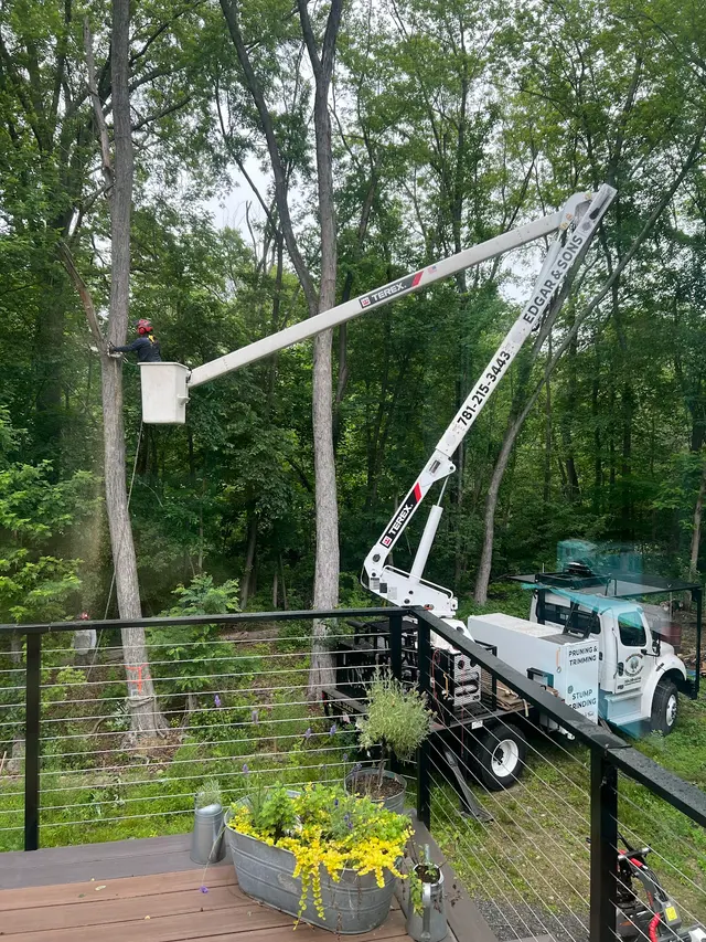 Edgar and Sons Tree Service — customer photo 2