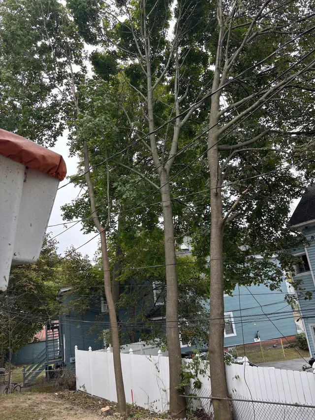 Customer photo of work by Branch Manager Tree Service, from Mario Gonzalez's review