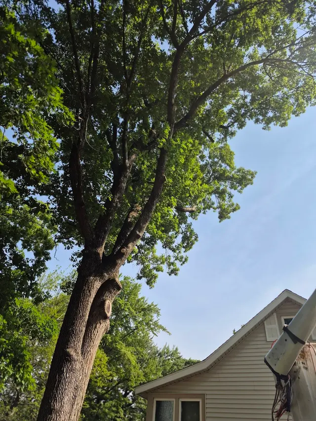 Branch Manager Tree Service — photo from the business 4