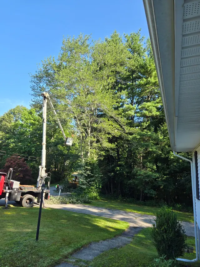 Branch Manager Tree Service — customer photo 6