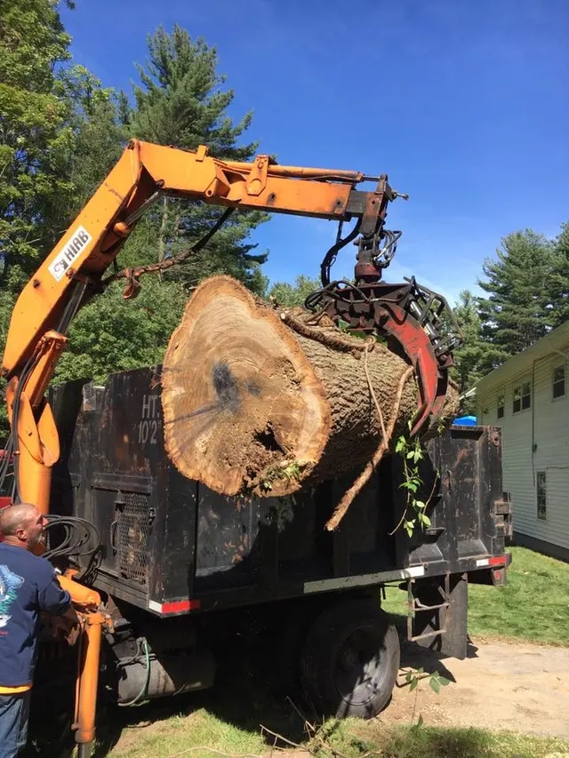 Branch Manager Tree Service — photo from the business 7