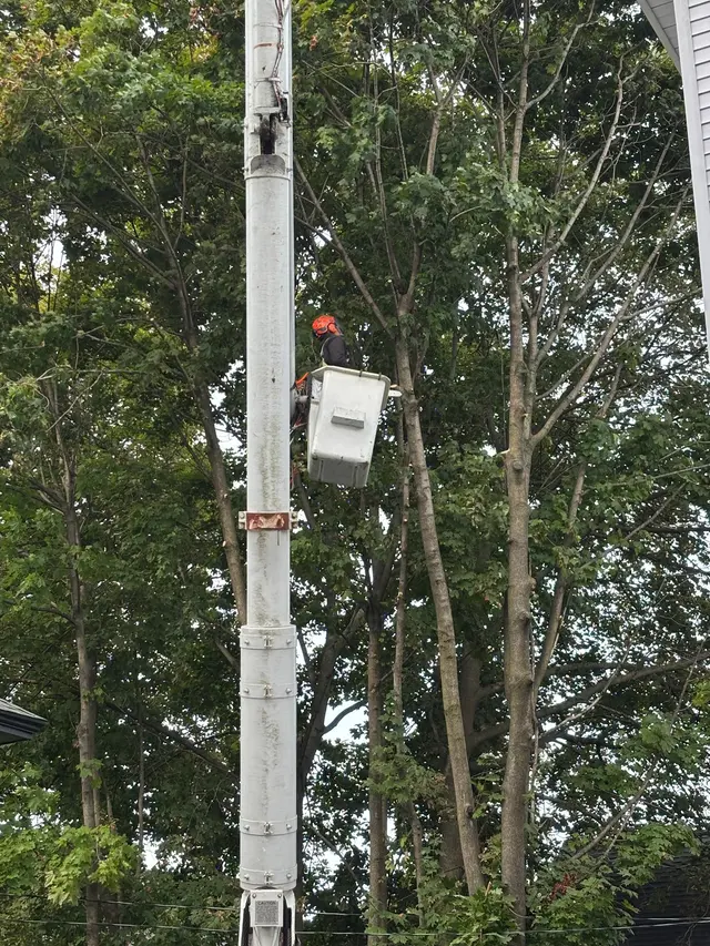 Customer photo of work by Branch Manager Tree Service, from Mario Gonzalez's review
