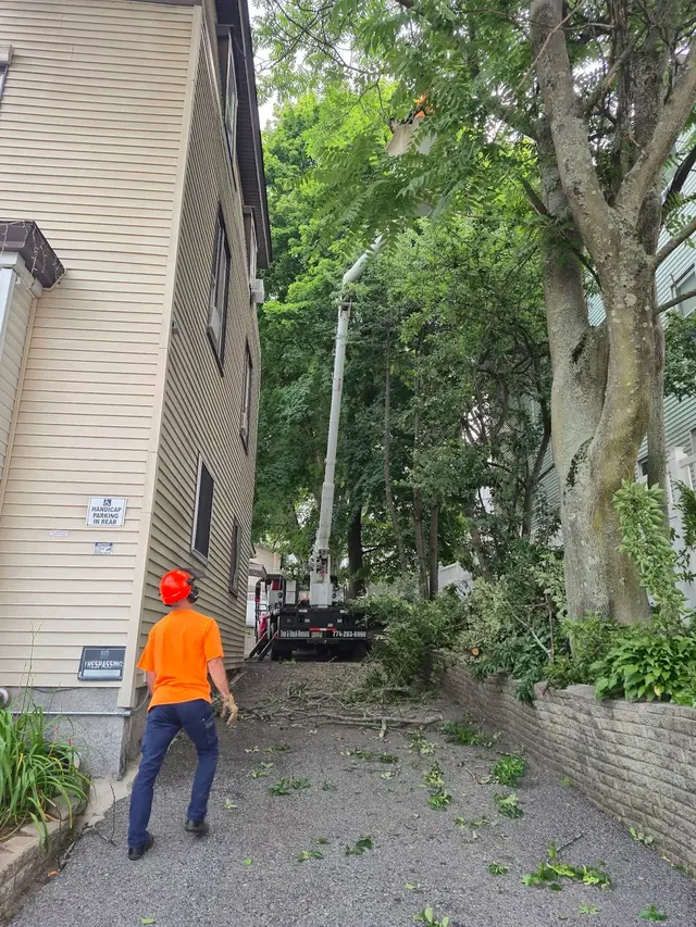 Branch Manager Tree Service — photo from the business 12