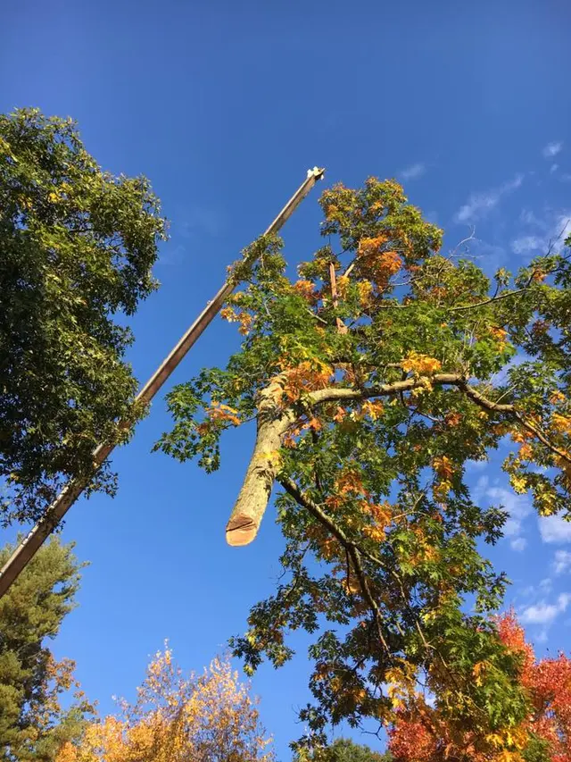 Branch Manager Tree Service — photo from the business 3