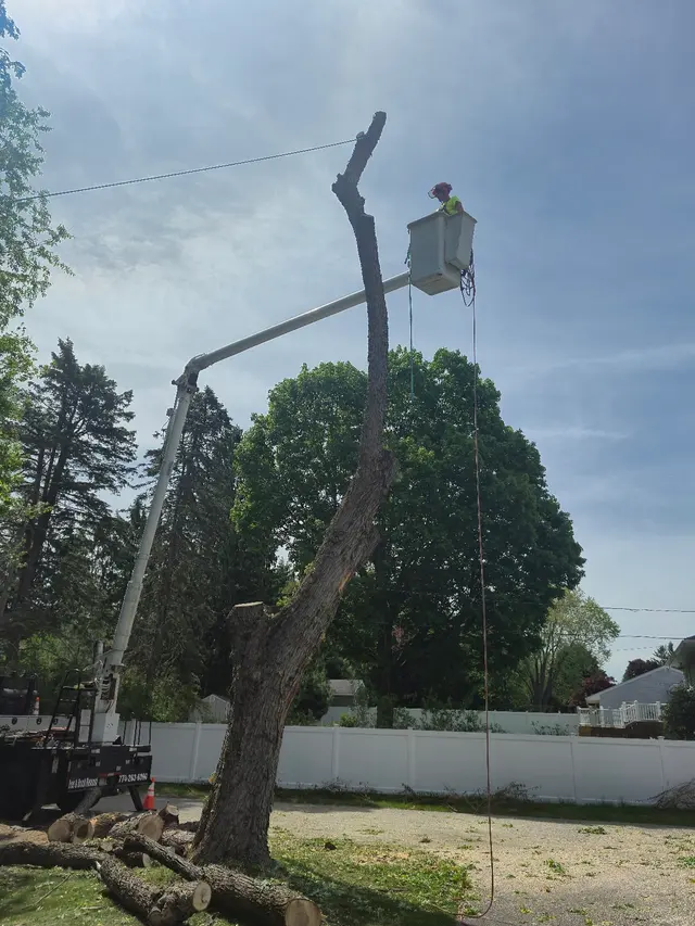 Branch Manager Tree Service — customer photo 11