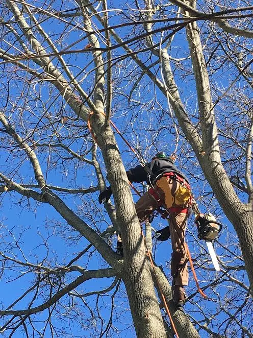 Branch Manager Tree Service — photo from the business 9