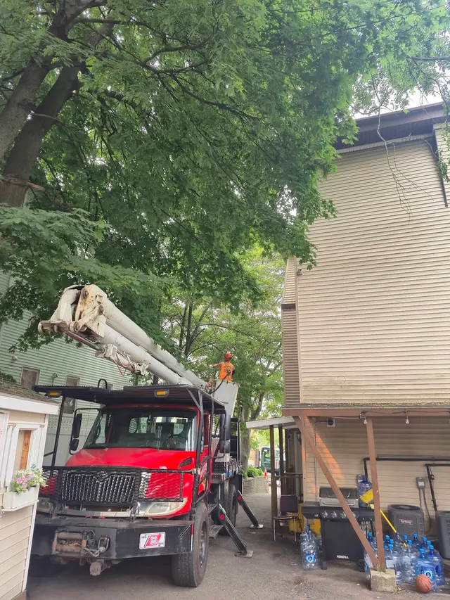 Branch Manager Tree Service — photo from the business 8