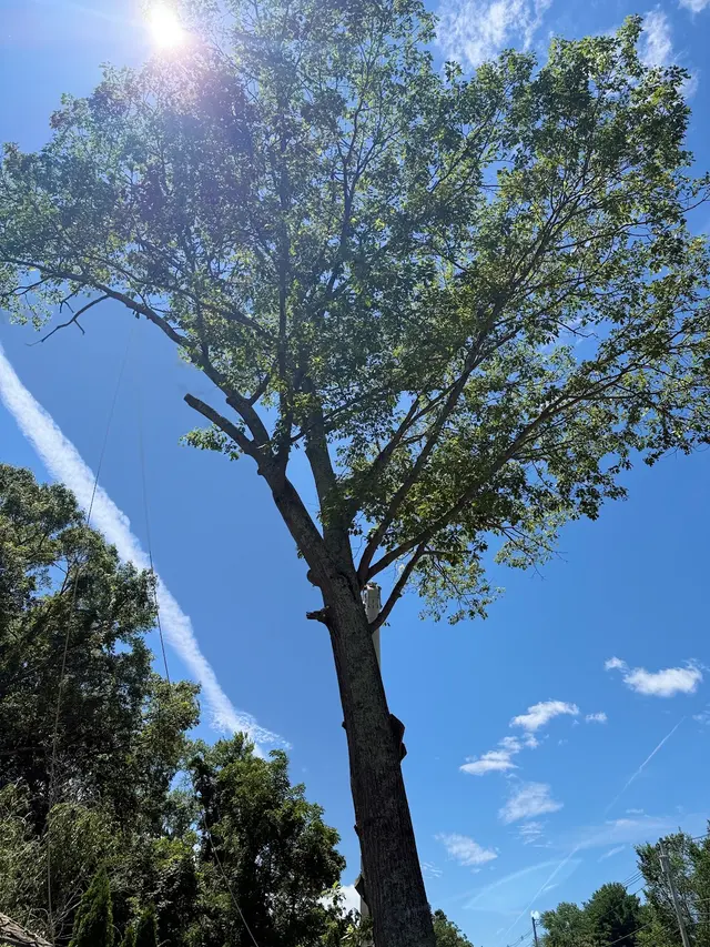 Branch Manager Tree Service — customer photo 10