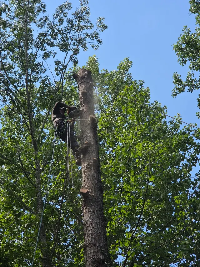 M&H Landscaping & Tree Services LLC — photo from the business 2