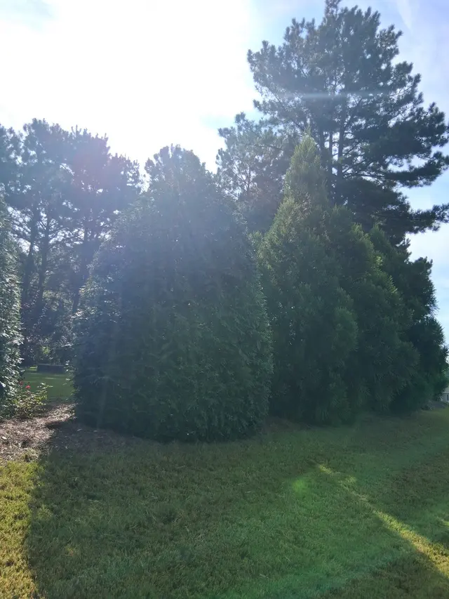M&H Landscaping & Tree Services LLC — photo from the business 11