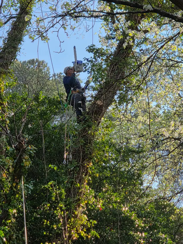 M&H Landscaping & Tree Services LLC — photo from the business 3