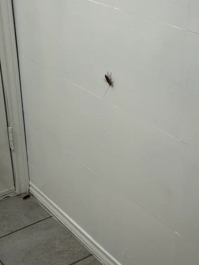 Romex Pest & Termite Control — customer photo 10