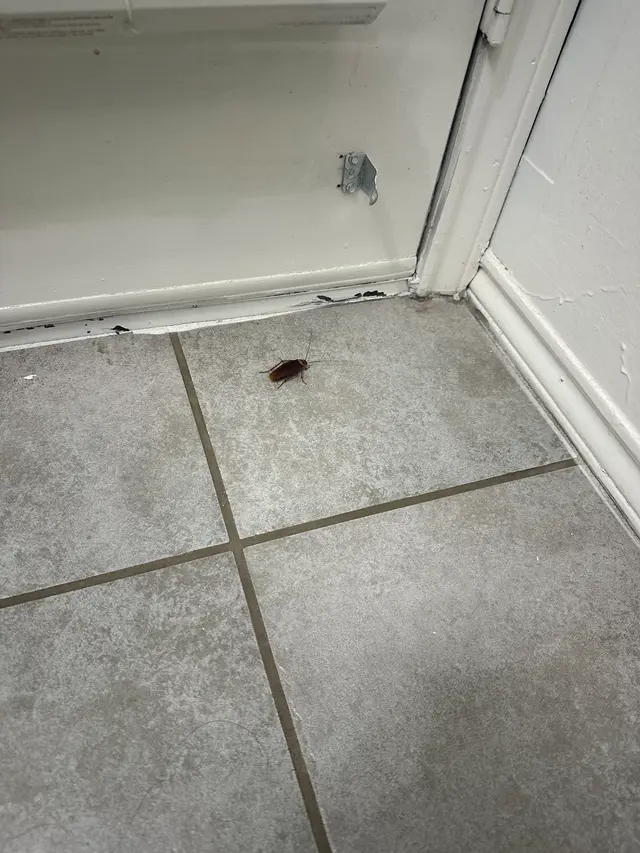Romex Pest & Termite Control — customer photo 11