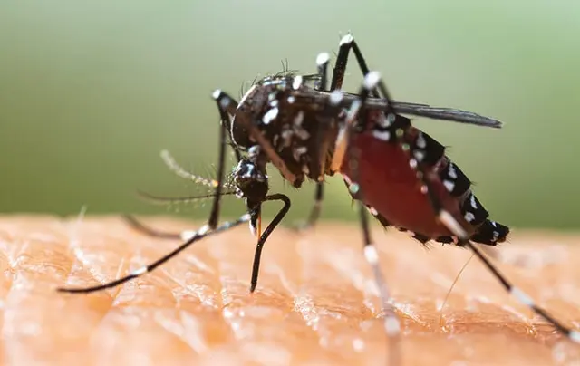 Dynasty Pest Control — photo from the business 2