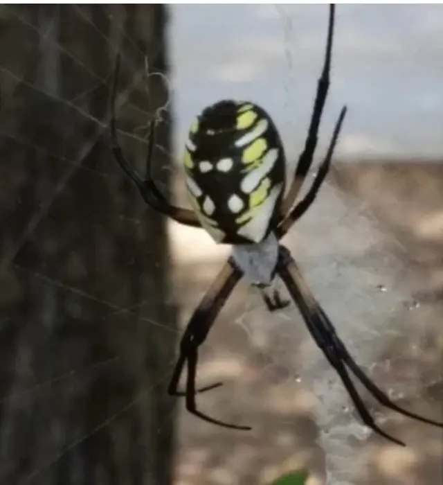 Prize Pest Control — photo from the business 12