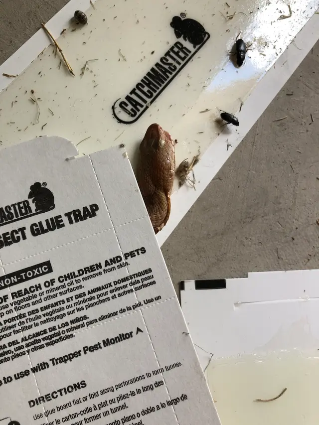 HomeTeam Pest Defense — customer photo 8