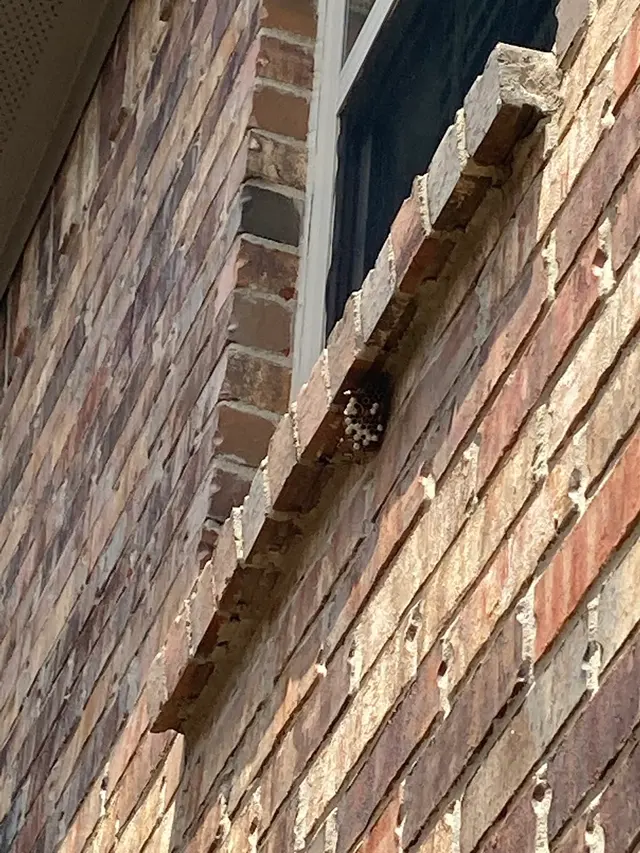 Romney Pest Control - Lewisville — customer photo 8