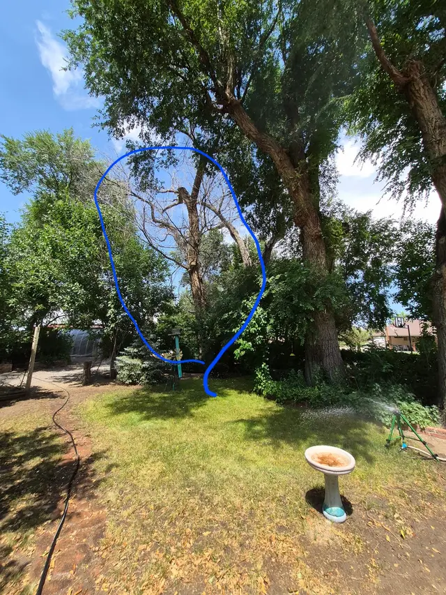 Rams Trees Services — customer photo 12