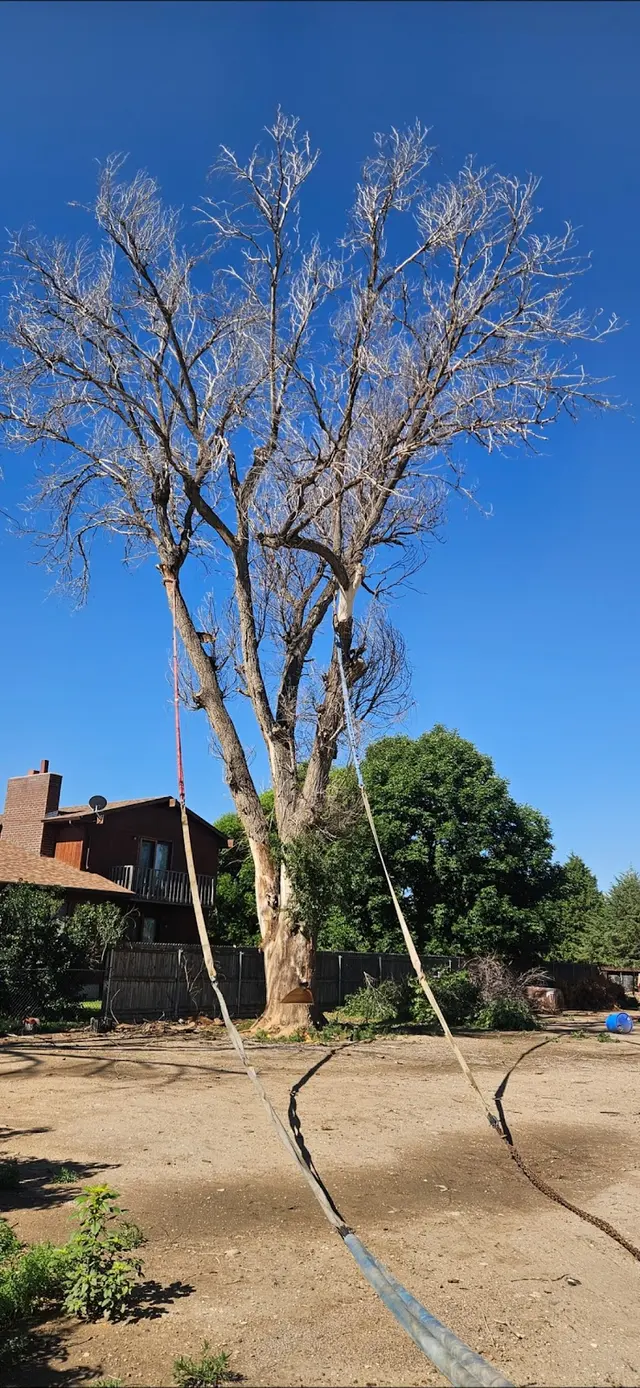 Rams Trees Services — customer photo 1