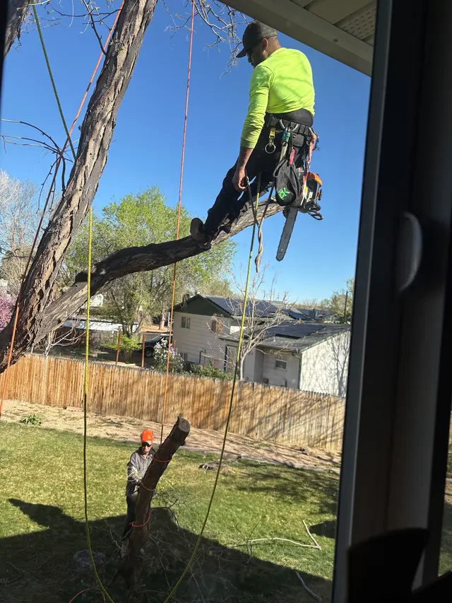 Rams Trees Services — customer photo 2