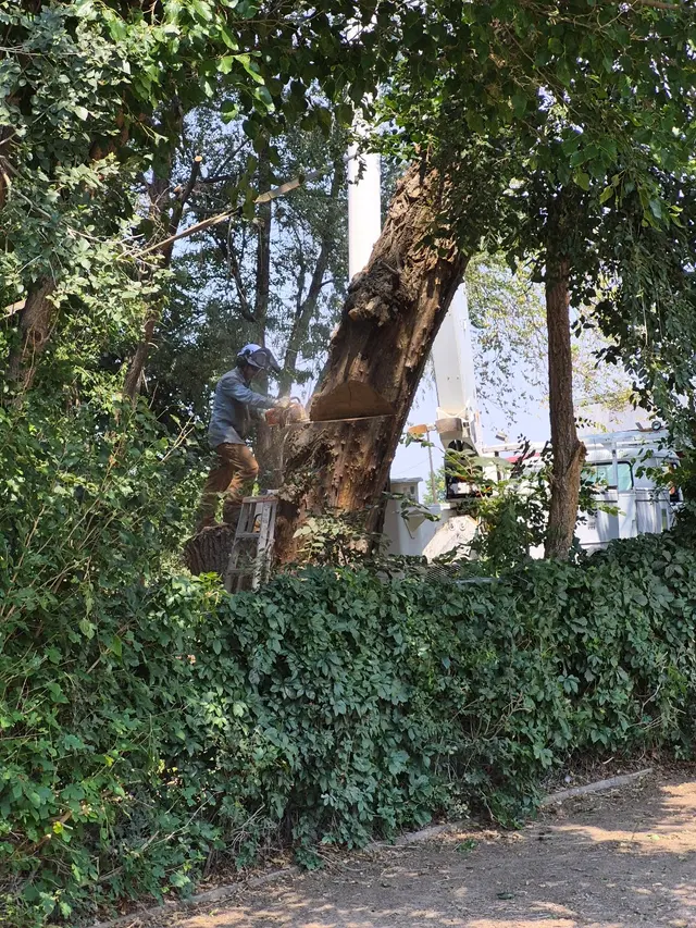 Rams Trees Services — customer photo 9