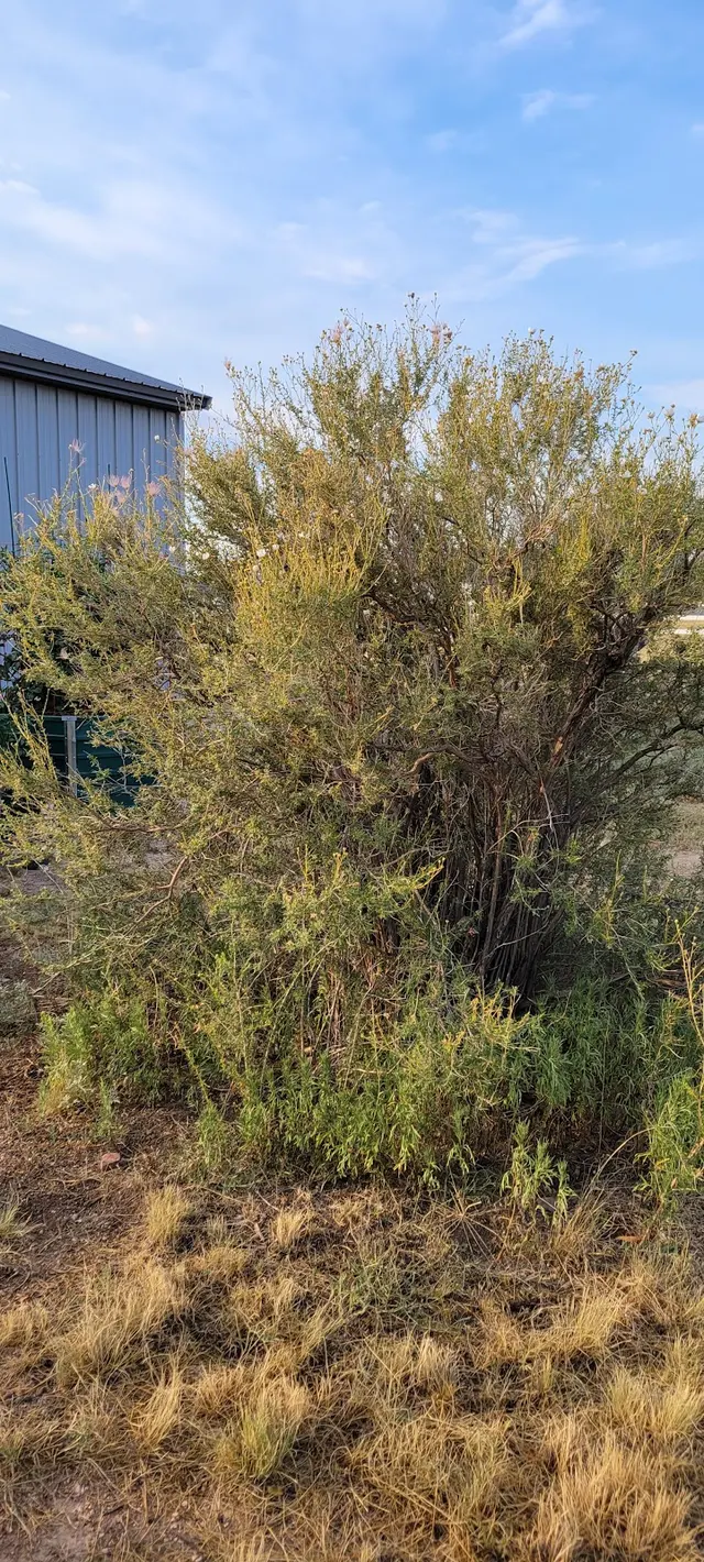 Rams Trees Services — customer photo 10
