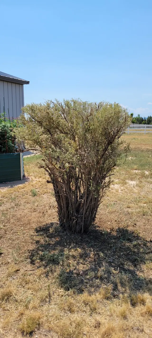Rams Trees Services — customer photo 4