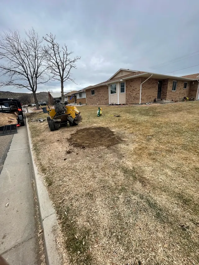 All Terrain Tree and Stump — photo from the business 2